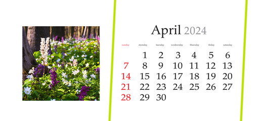 Set of horizontal flip calendars with amazing landscapes in minimal style. April 2024. First flowers in spring forest. Sunlight glowing trees and fresh green grass.