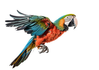 Fototapeta premium macaw flying with its wings spread