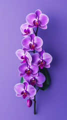 Fototapeta na wymiar Purple orchid flower story background, generative AI