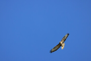 Bird of prey Common Buzzard, Buteo buteo with open wings flying in sky