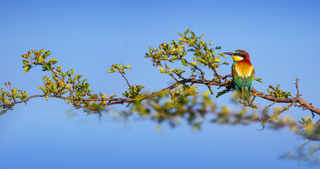 Bee-eater color bird standing on a blooming tree branch