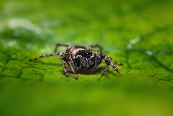 Jumping spider macro closeup on a green leaf