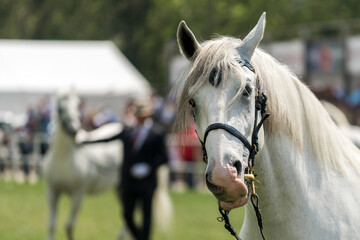Horses and people at outdoor equestrian event on traditional agricultural fair
