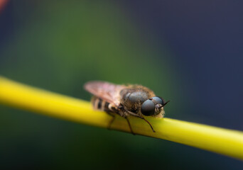 Bee insect macro close-up on a green plant background