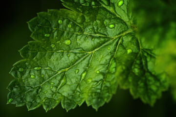 Lush green leaf with raindrops