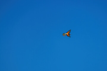Bee-eater color bird flying in the sky
