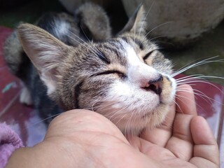 gray striped cat with woman's hand World Pet Day.The relationship between a cat and a person. The girl's hands caress the cat.