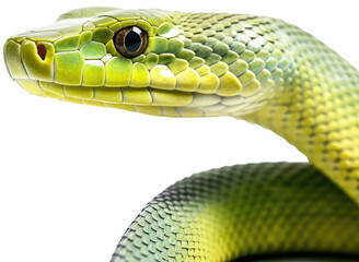 Fototapeta premium Close up portrait of a green mamba snake isolated on white background as transparent PNG, animal