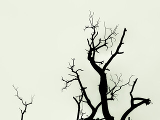 Black leafless tree standing with a cloudy view