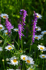 Vetch, vicia cracca valuable honey plant, fodder, and medicinal plant. Fragile purple flowers background. Woolly or Fodder Vetch blossom in spring garden