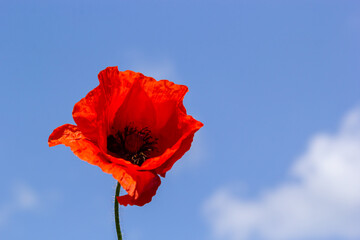 Papaver rhoeas or common poppy, red poppy is an annual herbaceous flowering plant in the poppy family, Papaveraceae, with red petals