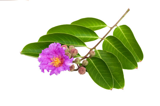 Lagerstroemia speciosa flower isolated on transparent background..