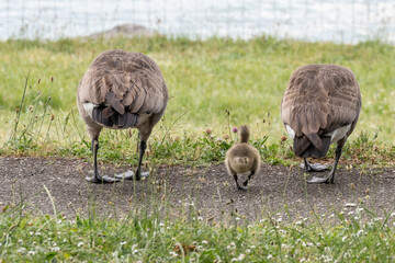 couple d'oie sauvage avec leur petit