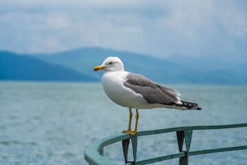 Close-up of a beautiful seagull sitting on a metal railing, looking into the camera against the background of a lake and mountains