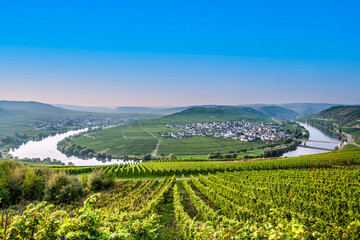 Fototapeta na wymiar famous Mosel river loop with vineyards