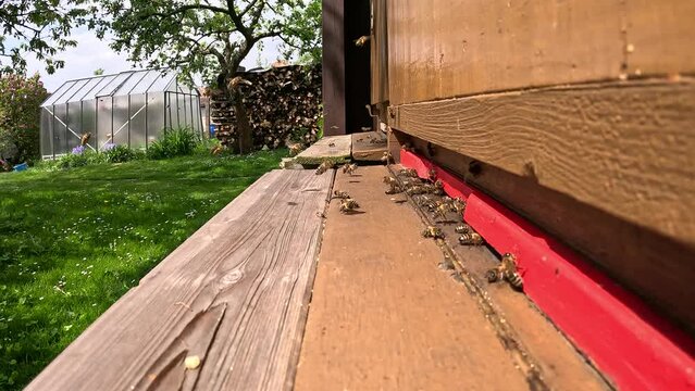 honey bees buzzing at the entrance of a bee hive, traditional natural beekeeping, common polinators,Apis Mellifica craniola,APiculture