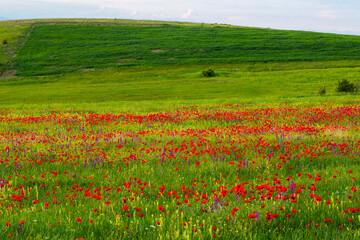 Field of poppy