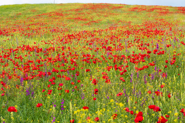 Field of poppy