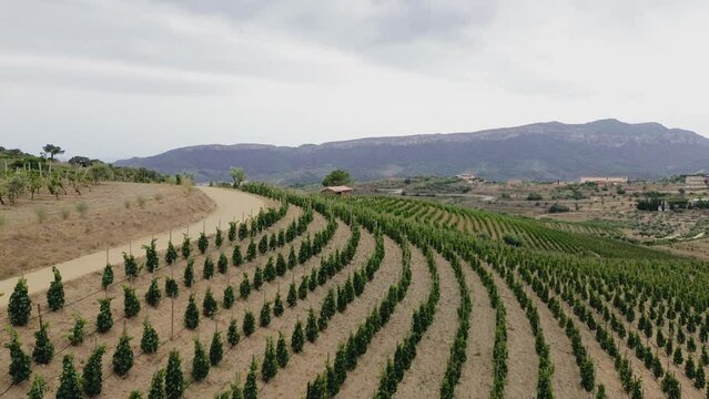 Aerial view of vineyards in the Priorat appellation of origin area in the province of Tarragona in Catalonia Spain