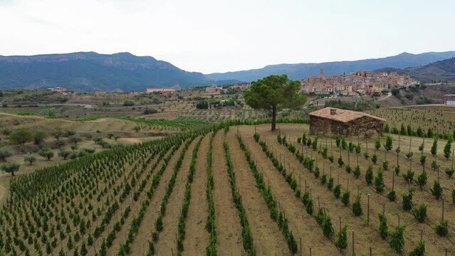 Aerial view of vineyards in the Priorat appellation of origin area in the province of Tarragona in Catalonia Spain