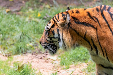 Adult tiger in profile at water