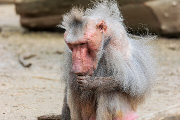 Portrait of an old mantled baboon