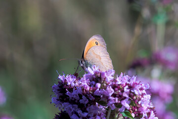 Butterfly meadow brown sits on the flowers of a wild oregano plant