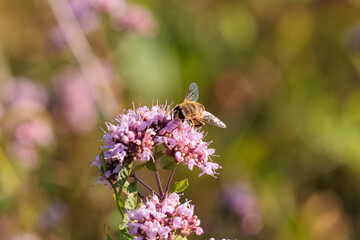 A hoverfly sits on the flowers of a wild oregano plant