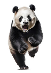 panda attack, isolated on transparent background. Generative Ai