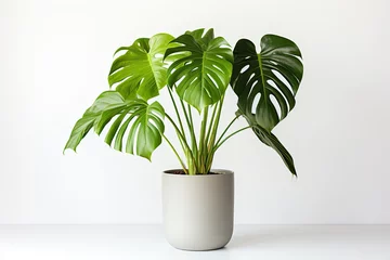 Foto op Aluminium Clean image of a large leaf house plant Monstera deliciosa in a gray pot on a white background © twilight mist