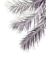 illustration of three palm branches on a white background