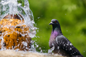 city pigeon sits on a fountain in hot weather. Abnormally hot summer and spring