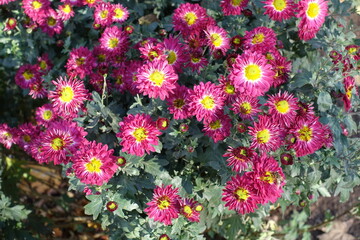 Multiple pink and yellow flowers of Chrysanthemums in November