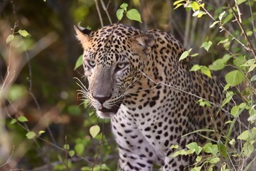 Leopard in the jungle