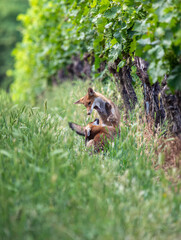 Cute young red foxes - Vulpes vulpes - playing in a vineyard