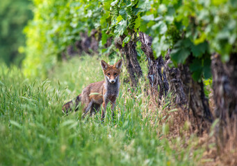 Red fox standing and looking at camera with attention in a vineyard