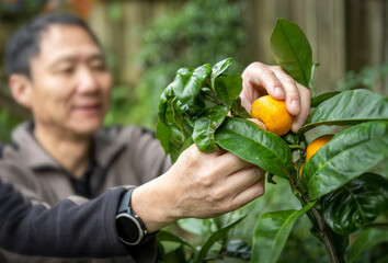Home grow ripe mandarins on the tree, out-of-focus man picking mandarin.