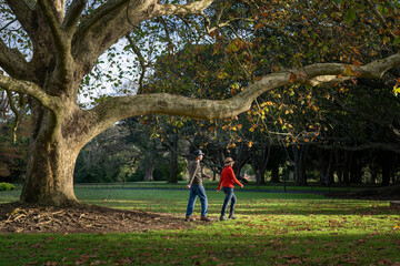 Couple walking under giant trees in autumn. Auckland Domain. Auckland. North Island. New Zealand.