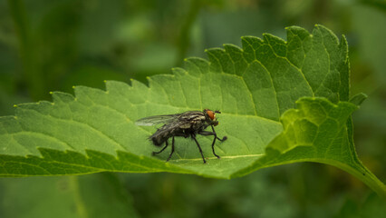 close-up photo of a fly on a green leaf