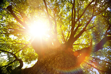 Summer or autumn nature background; big old oak tree against sunlight - 619359064