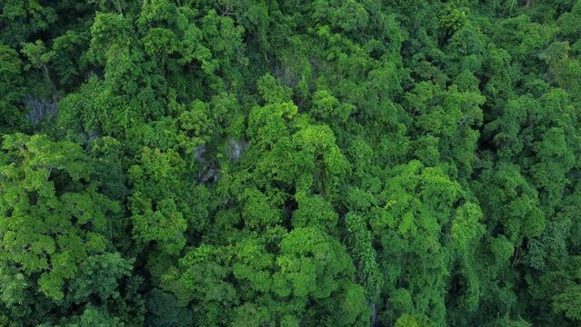 Aerial video view of the tropical rainforest in Aceh province, Indonesia.