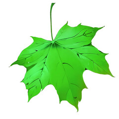 maple leaf isolated on white