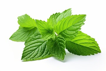 Mint leaf. Fresh mint on white background