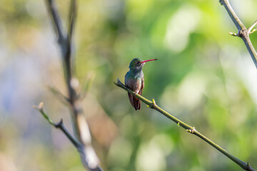 Colibri sur une branche