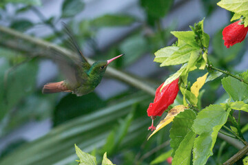 Colibri d'amazonie