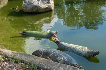 Obraz premium Gray Seal: A North Atlantic Ocean Creature