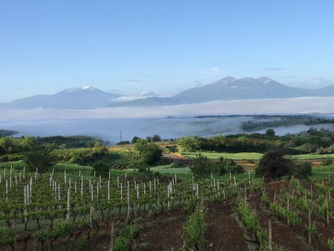 Beautiful Vineyeard in the morning Rahovec