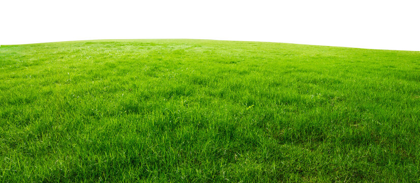 green grass field png