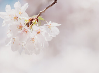 Beautiful cherry blossom sakura in spring time