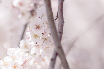 Beautiful cherry blossom sakura in spring time
